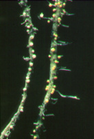 Nematodenzysten an den Wurzeln