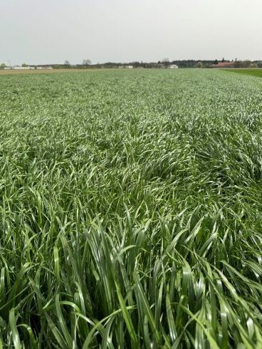 1_Erntereifer Ackergrasbestand