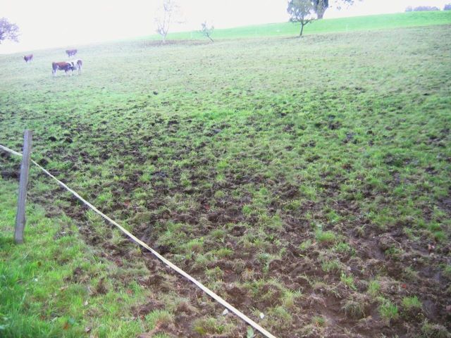 Weide trittschäden